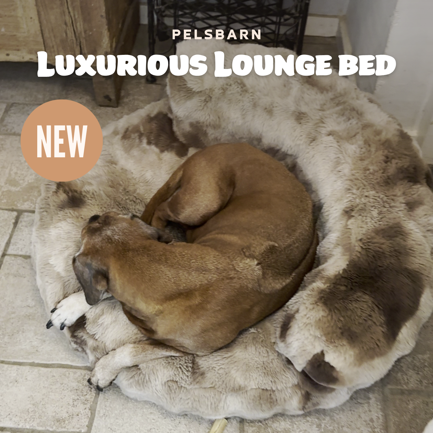New: The Science of Canine Comfort
