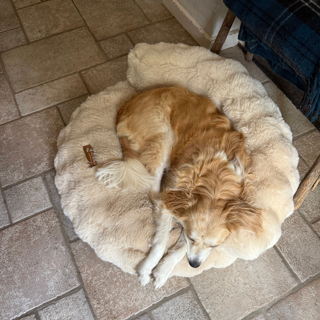 New: The Science of Canine Comfort