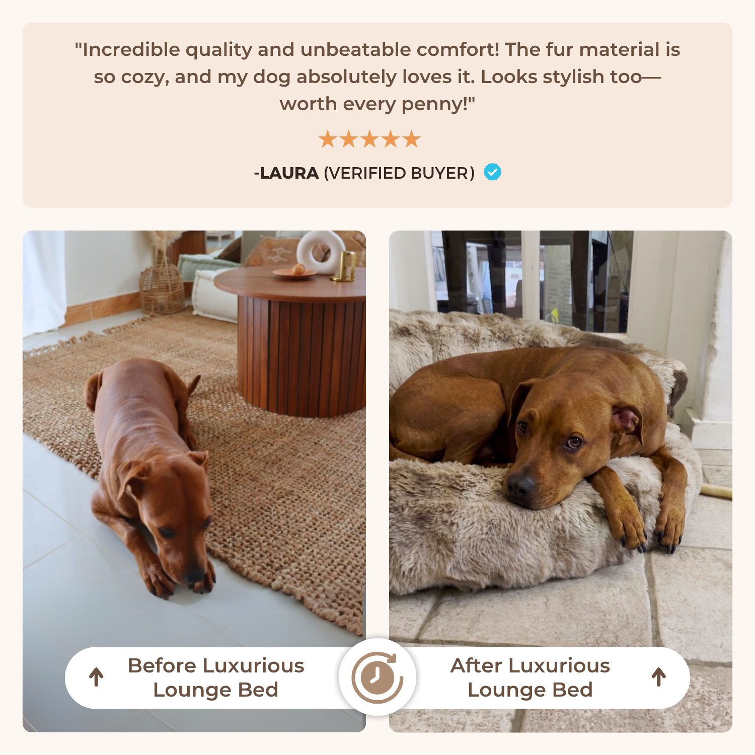 New: The Science of Canine Comfort