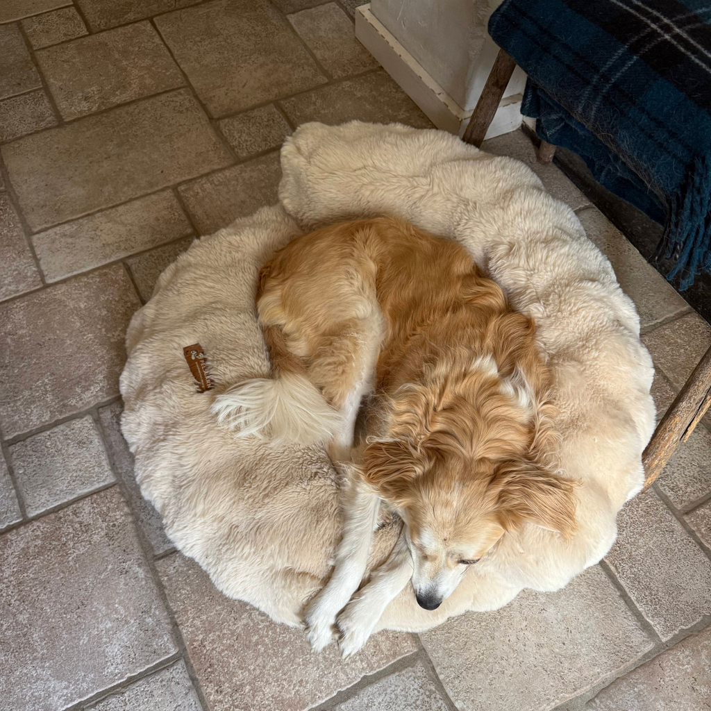 New: The Science of Canine Comfort