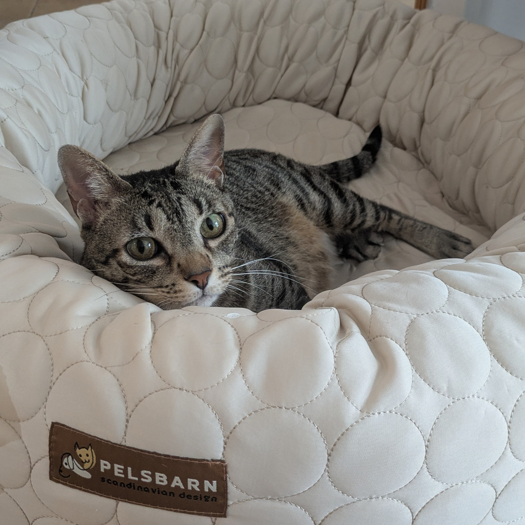 Cooling Donut Bed