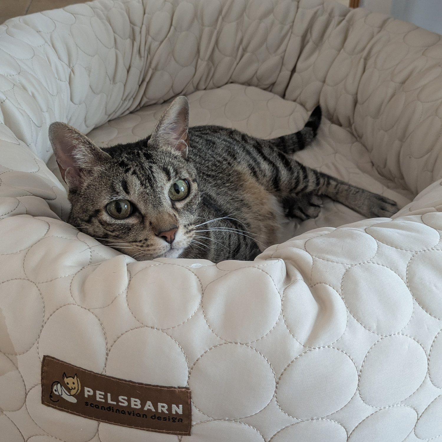 Cooling Donut Bed