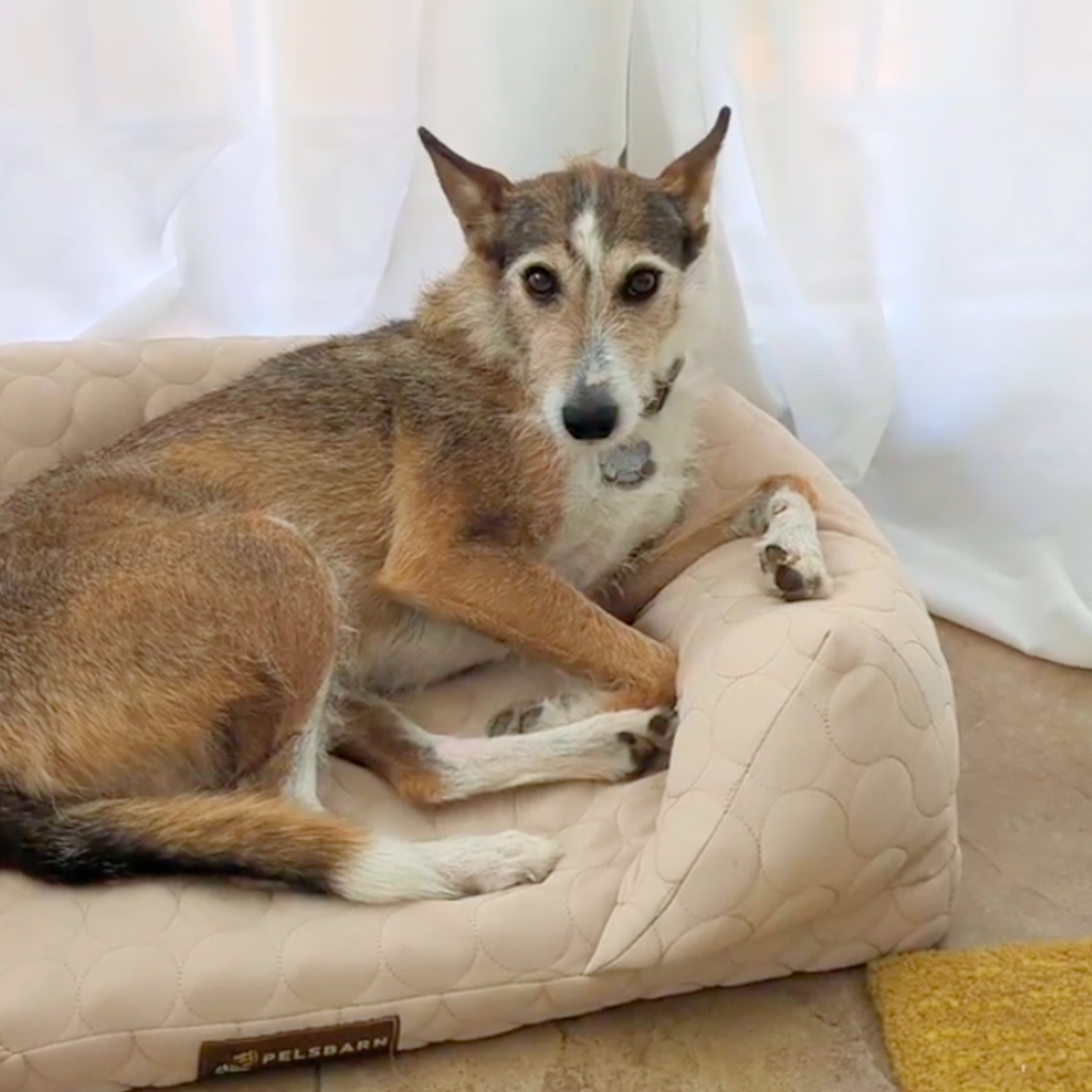 Orthopedic Cooling Dog Bed