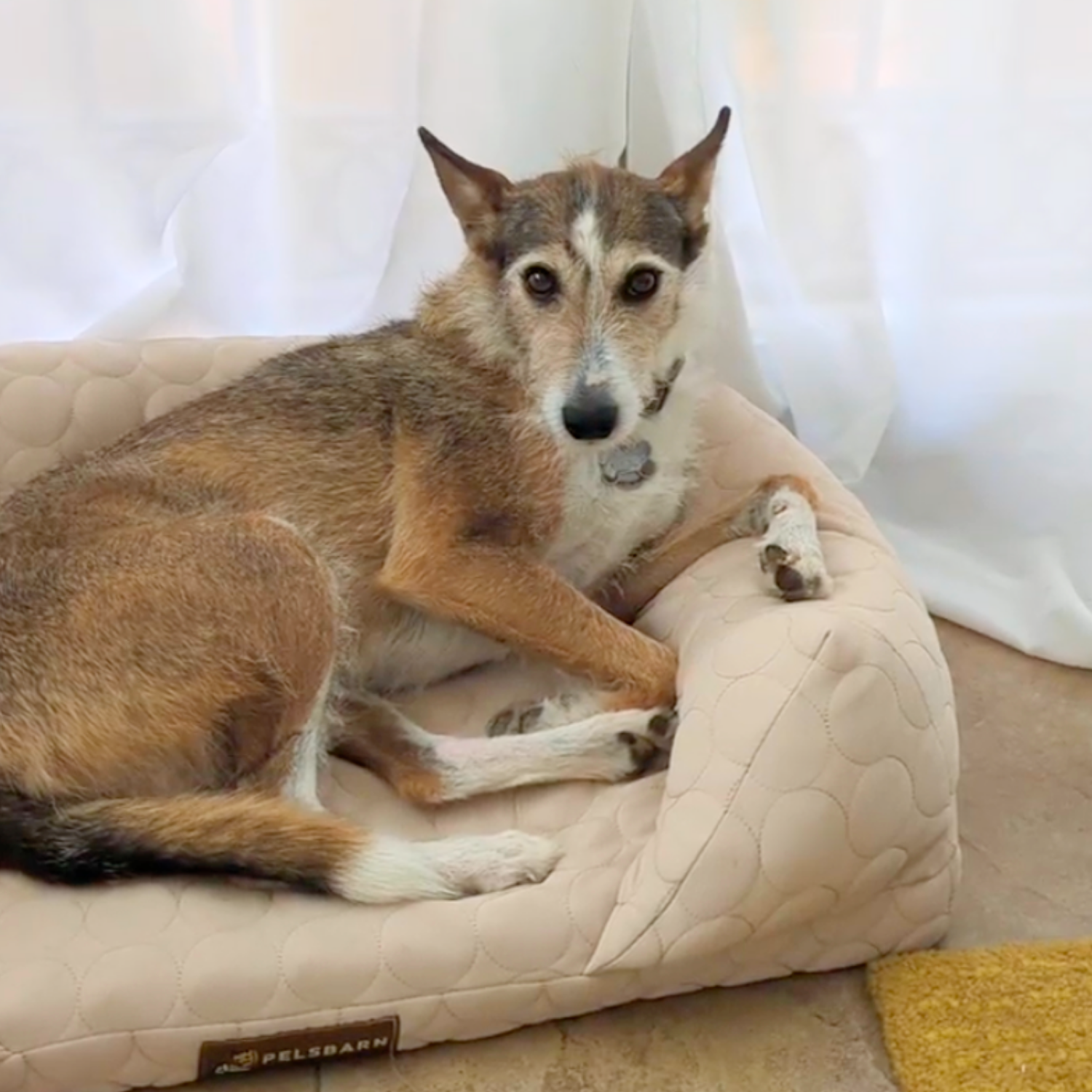 Orthopedic Cooling Dog Bed