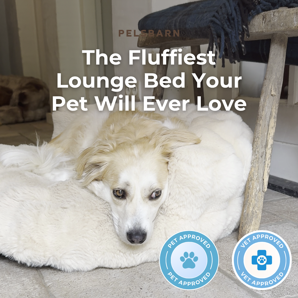 New: The Science of Canine Comfort