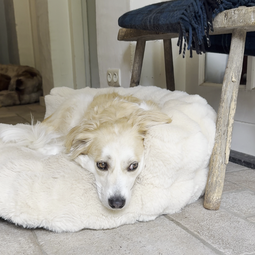 New: The Science of Canine Comfort