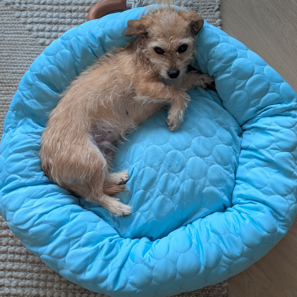 Cooling Donut Bed