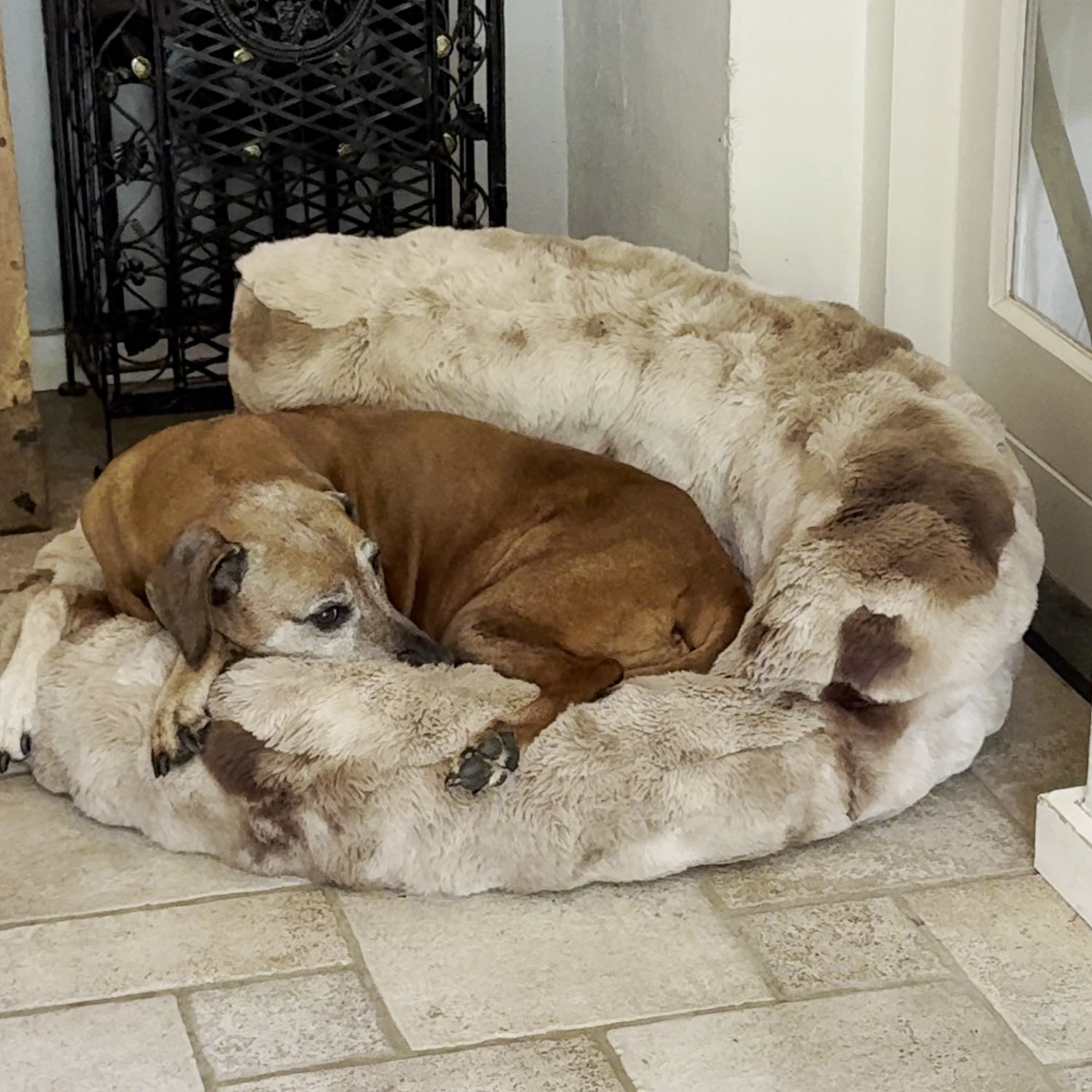 New: The Science of Canine Comfort