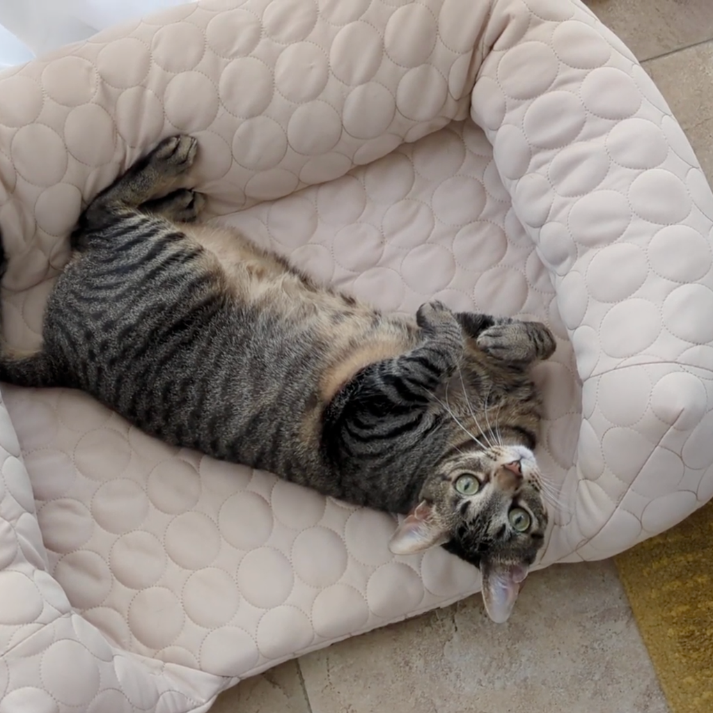 Cooling Orthopedic Bed
