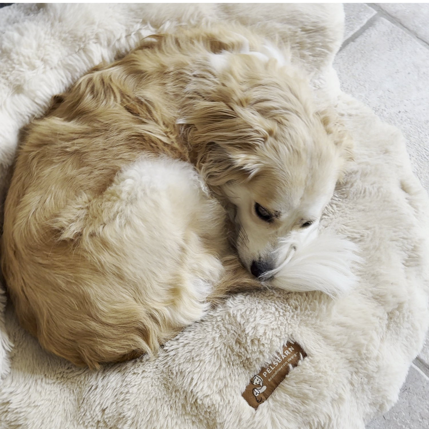 New: The Science of Canine Comfort