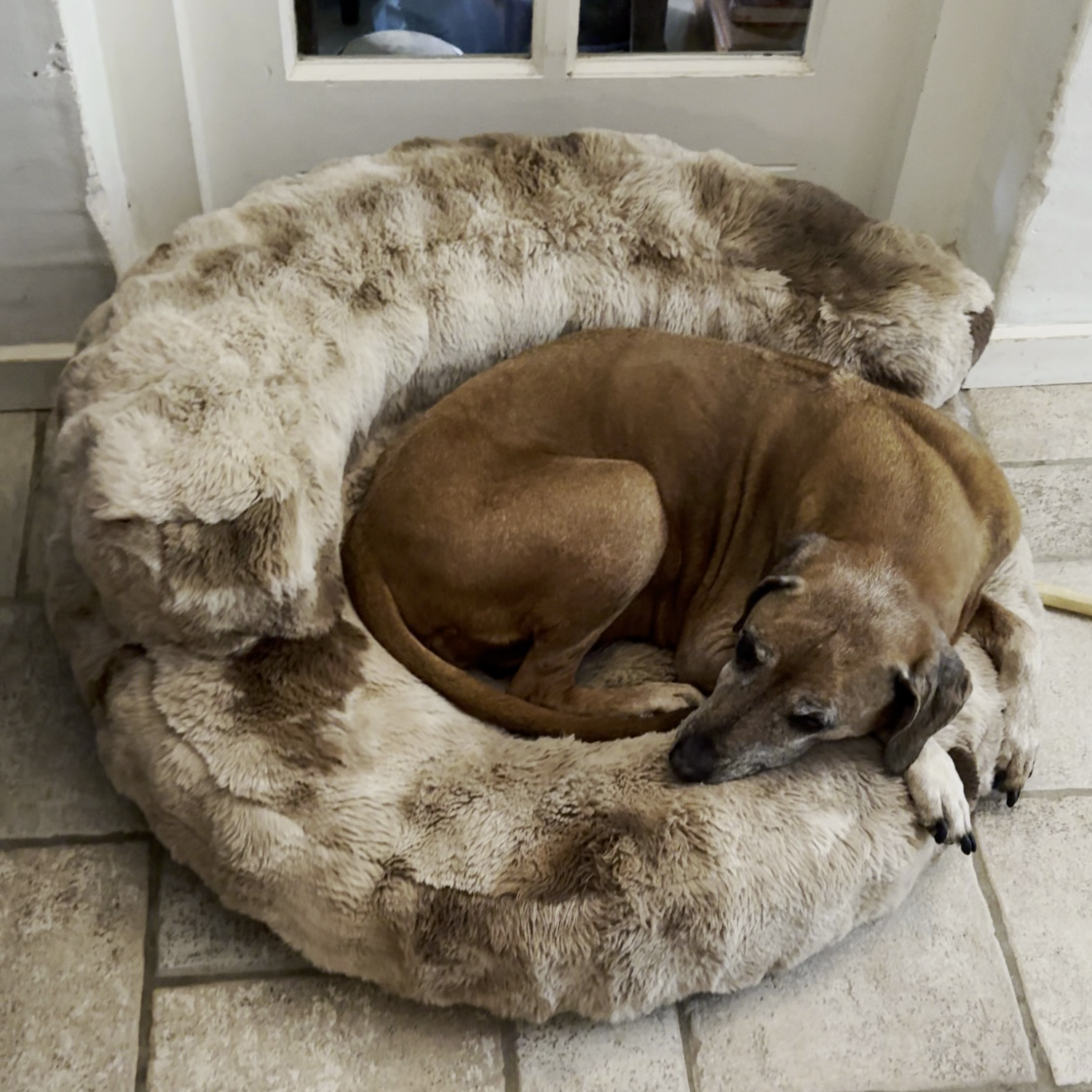 New: The Science of Canine Comfort