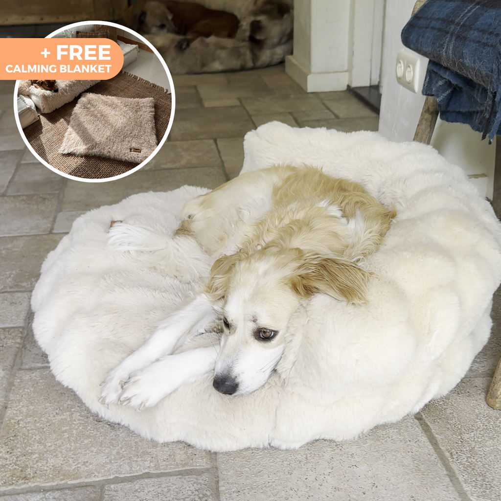New: The Science of Canine Comfort