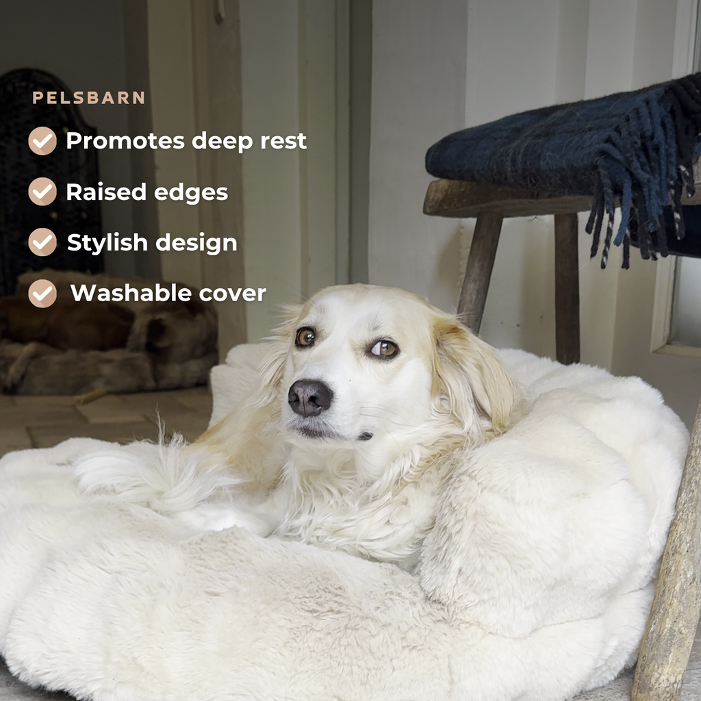 New: The Science of Canine Comfort