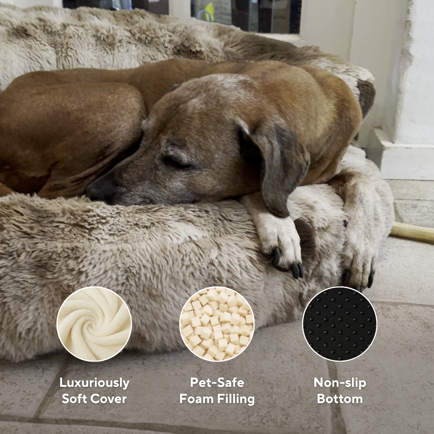 New: The Science of Canine Comfort
