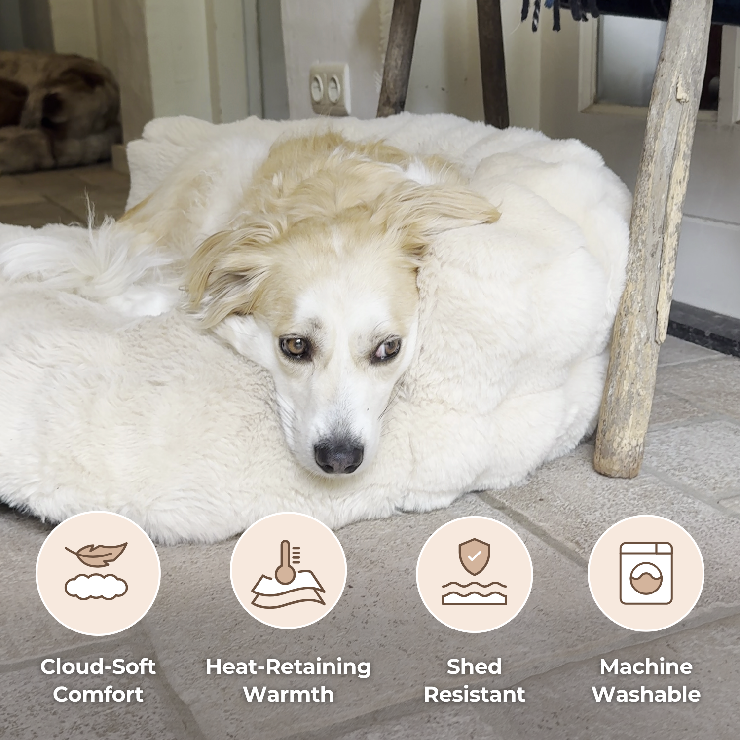 New: The Science of Canine Comfort