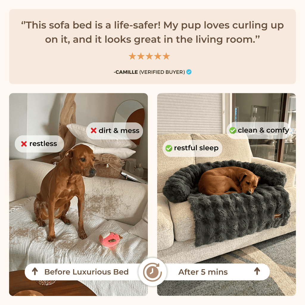 Luxurious Sofa Bed