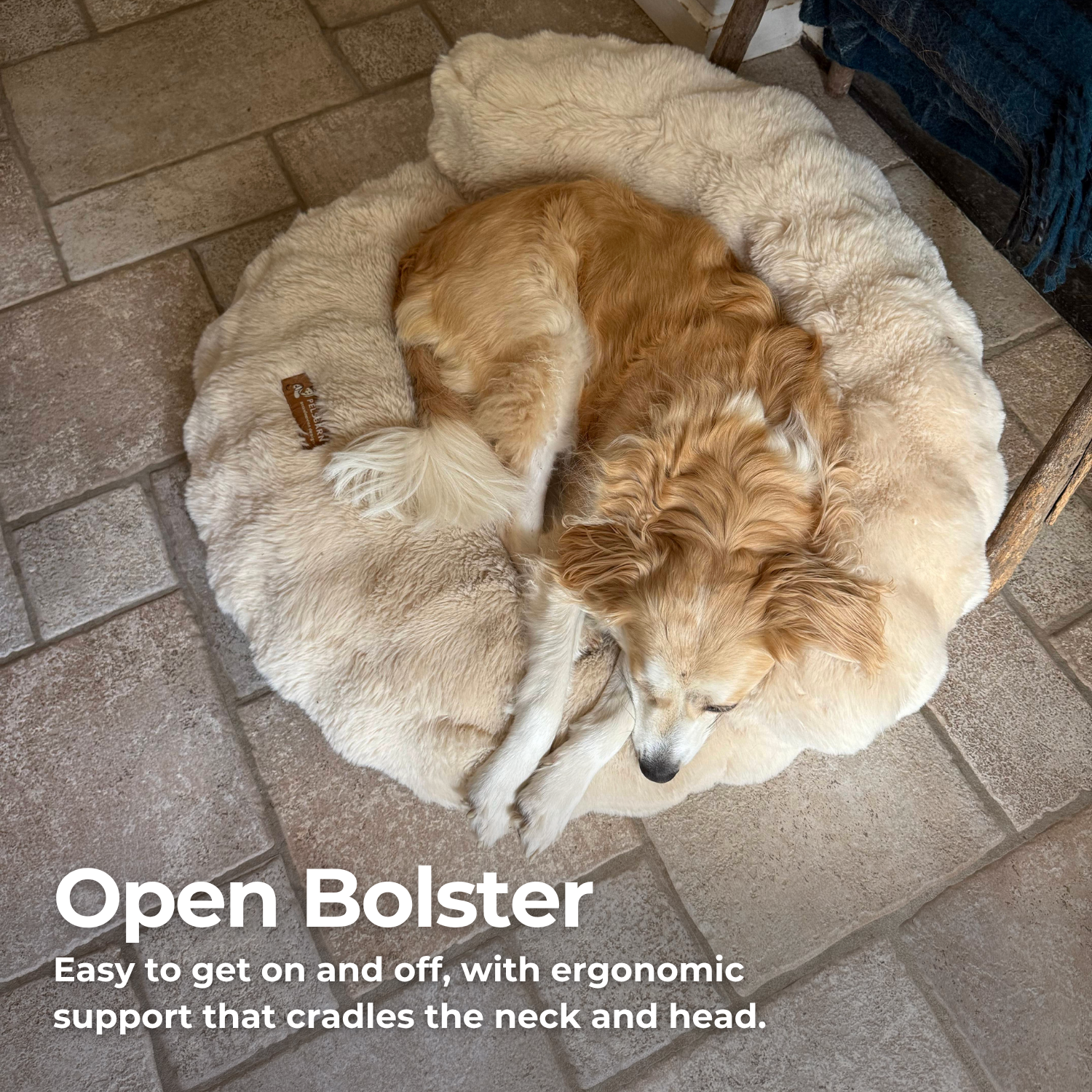 New: The Science of Canine Comfort