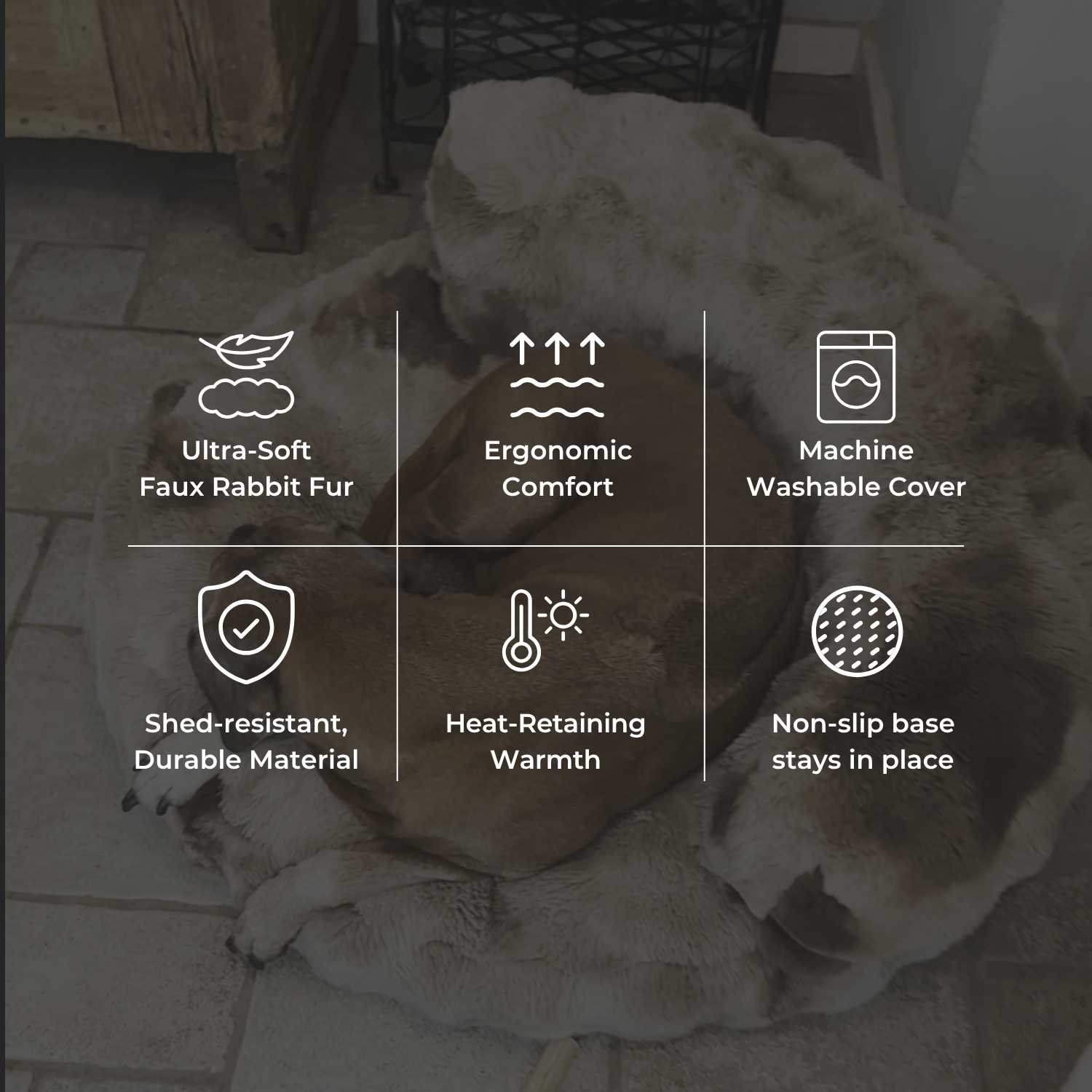 New: The Science of Canine Comfort