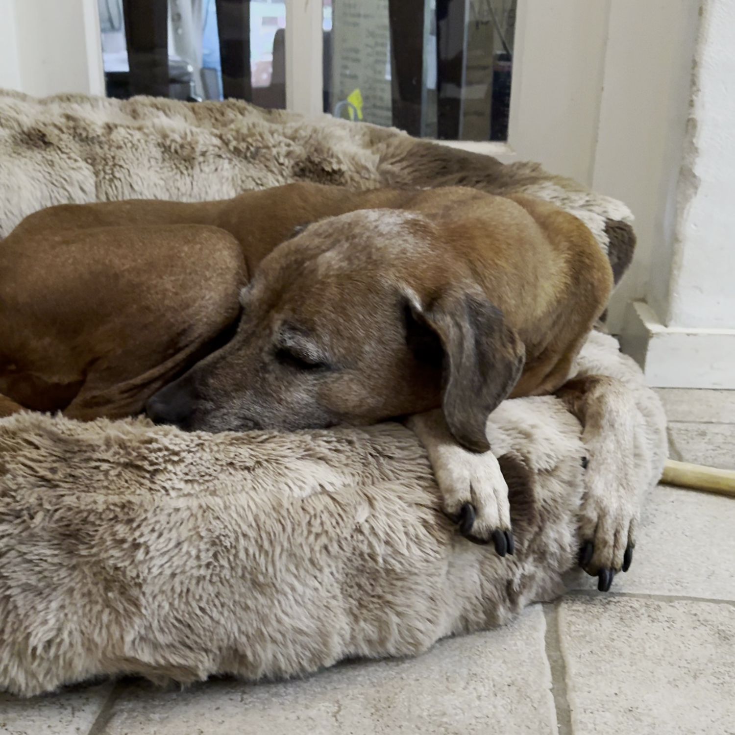New: The Science of Canine Comfort