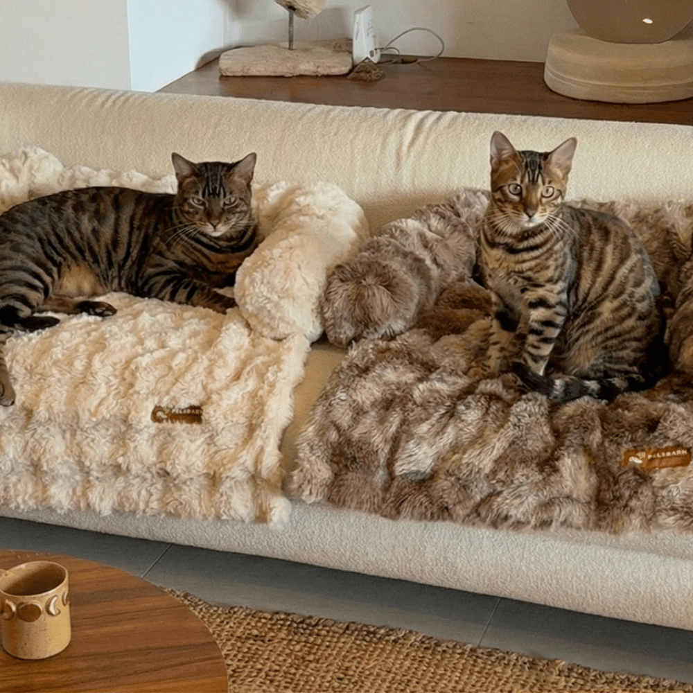 Pelsbarn Luxurious Sofa Bed ( 1+1 ) for Cats