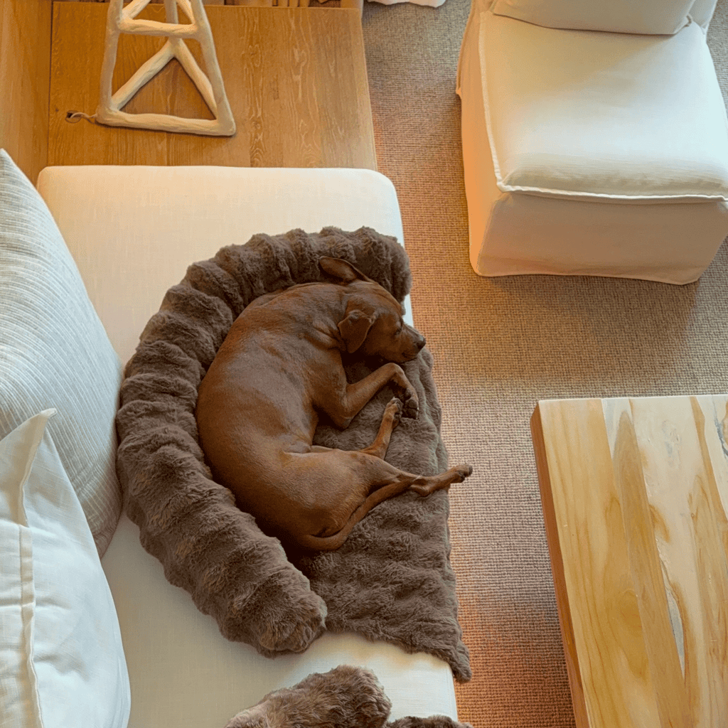 Luxurious Sofa Bed