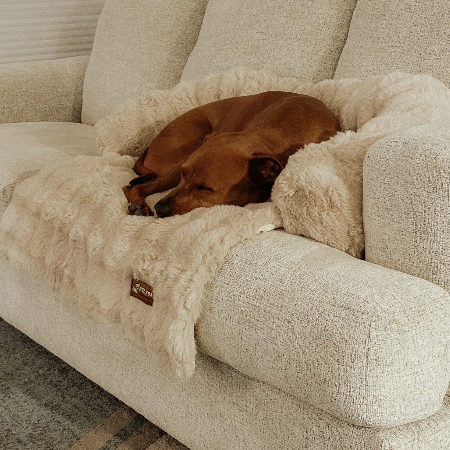 Luxurious Sofa Bed