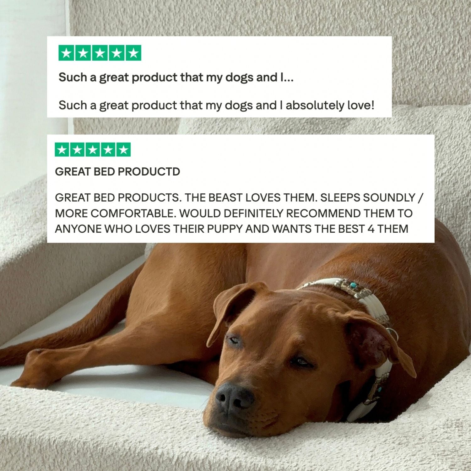 The Real Dog Bed + Free Calming Blanket