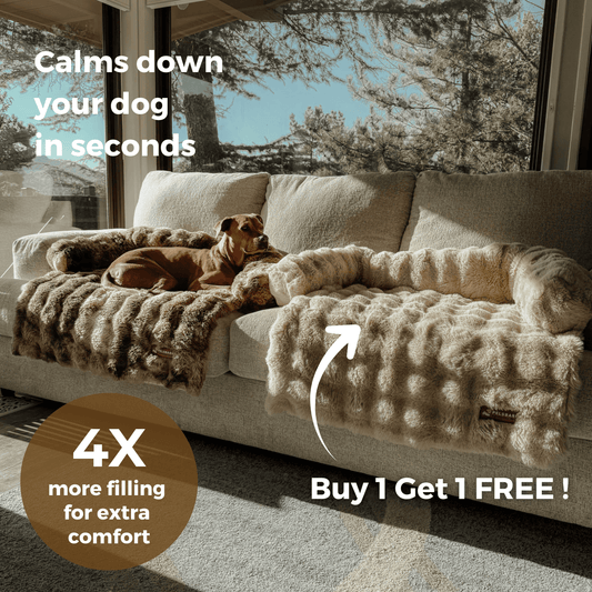 Luxurious Sofa Bed